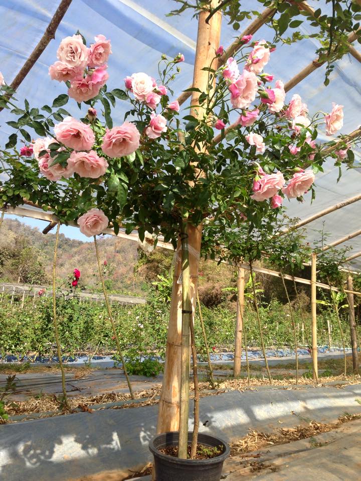Cách Trộn Đất Trồng Hoa Hồng Với Vỏ Đậu Phộng (Vỏ Lạc) Bung Rễ, Chống Úng